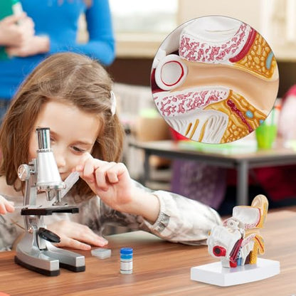 QWORK Ear Model, 1.5X Enlarged Human Ear Anatomy Model, Detailed PVC Structure with Hand-Painted Finish Inner Ear Model