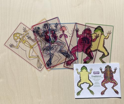 Roylco FrogXplore See-Through Frog Anatomy Kit, Ages 5+
