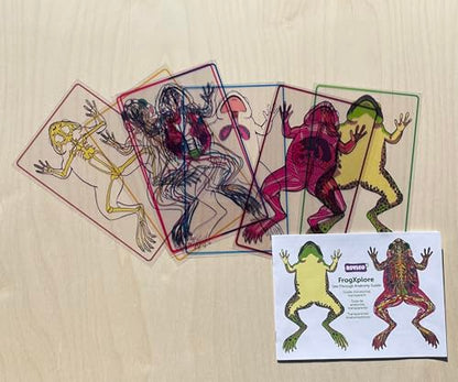 Roylco FrogXplore See-Through Frog Anatomy Kit, Ages 5+
