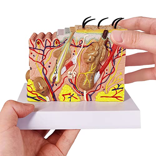 Human Anatomy Skin Model, 35X, with Hair, with Teaching Manual - color: 35x