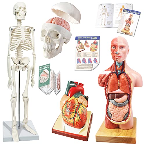 Anatomy Human Skeleton Model,Skull Model,Heart Model,Bundle Set of 3