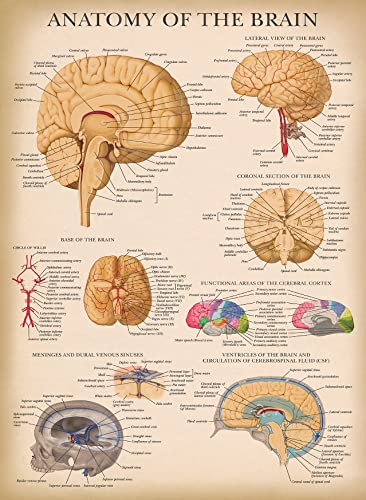Palace Learning Vintage Brain Anatomy Poster - Laminated - Anatomical Chart of the Human Brain - 18" x 24" - color: LAMINATED