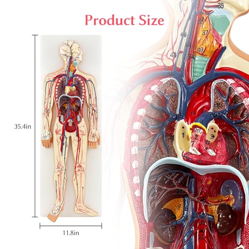 JNMFTD Human Blood Circulation System Model, Human Blood Model 1/2 Life Size Body Heart Removable Arteries and Veins Circulatory Anatomy with 70 Structures Number for Medical Education and Training