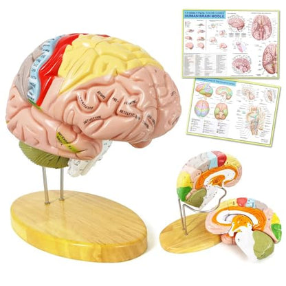 Human Brain Model for Neuroscience, 4 Parts 1.5X Color-Coded w/Base Manual