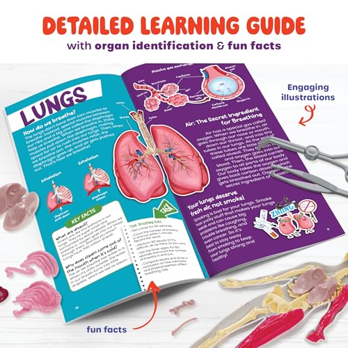 Human Anatomy Squishy Body Model - STEM Science Kits for Boys & Girls