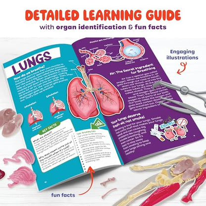 Human Anatomy Squishy Body Model - STEM Science Kits for Boys & Girls
