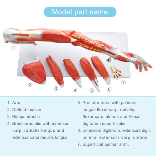 EVOTECH SCIENTIFIC Human Anatomical Muscular Arm Model, 7 Part Life Size