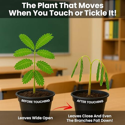 TickleMe Plant Classroom or Homeschool Science Fun Planting Party Kit – for 30 Students – Grow a Sensitive Plant that Reacts to Touch – Includes Activity Book and Seeds for Kids to Plant - style: Party kit - for 30 Students