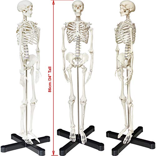 Human Skeleton Model mini 33.5" Compact Desktop Size Anatomical Chart for Student Home Study