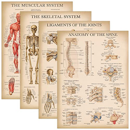 Palace Learning 4 Pack - Vintage Anatomy Poster Set - Laminated - Muscular, Skeletal, Ligaments of the Joints, Anatomy of the Spine - Anatomical Chart Set - 18” x 24”