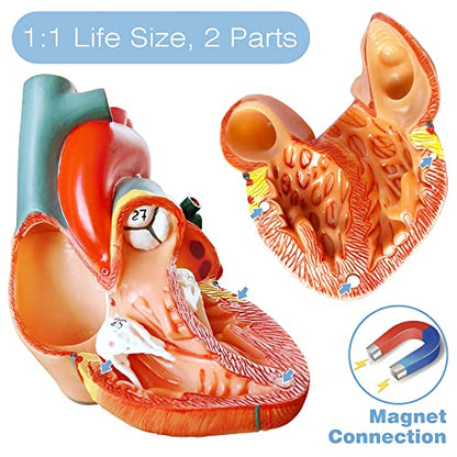 Human Heart Model for Anatomy - 2-Part Life Size