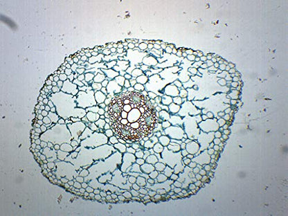 EISCO - Ranunculus Root - Cross Section - Prepared Microscope Slide - 75 x 25mm - Biology & Microscopy