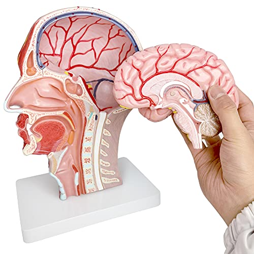 Human Half Head Superficial Neurovascular Musculature Model with Brain - style: Model with Removable Brain