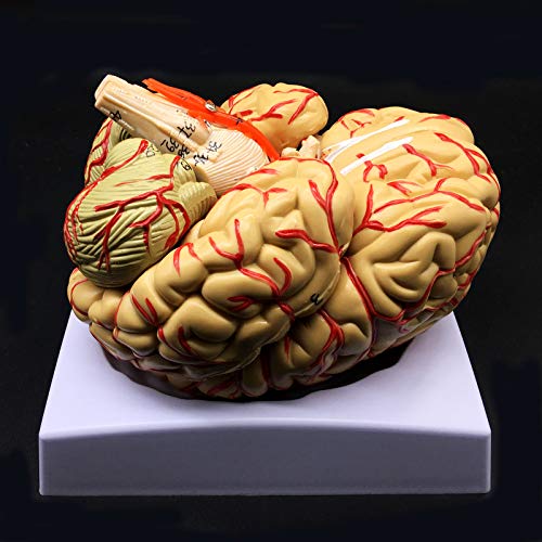 Human Brain Model, Anatomically Accurate Brain Model 8-Part Human Brain Anatomy for Science Classroom Study Display Teaching Medical Model