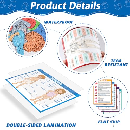 14Pcs Human Anatomy Posters Educational Learn Body Parts, 11 x 14.7In