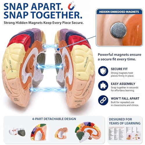 Professional 2X Life-Size Human Brain Model with Stand