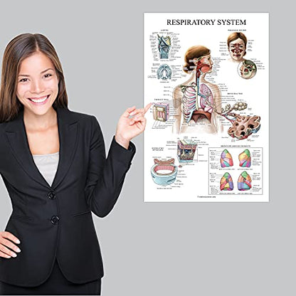 Palace Learning Laminated Respiratory System Anatomical Chart - Lung Anatomy Poster - 18" x 24" - size: 18" x 24"