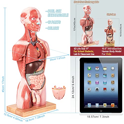 2026 New Human Body Deluxe Musculature Model, 16 Pcs Removable 17 inch