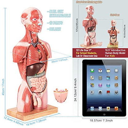 2026 New Human Body Deluxe Musculature Model, 16 Pcs Removable 17 inch