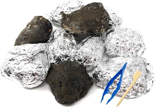 Premium Barn Owl Pellets, Large: 1.5"-2.5" (Pack of 1) - Free Bone ID Chart, Forceps, Paddle Pick, and Teaching Guide Included!