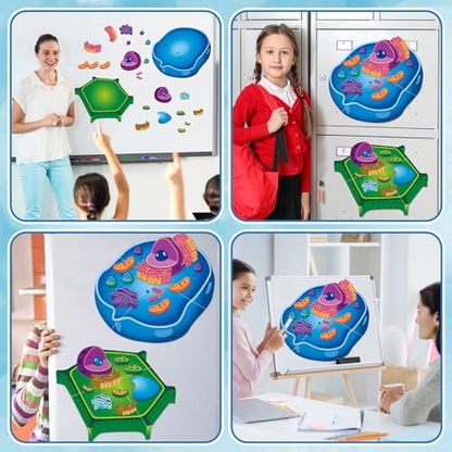 2 Set Magnetic Animal and Plant Cell Model Clearly Magnets Anatomy Models Educational Science Kits Back to School Biology Classroom Decor for Lab Decorations Teacher Must Haves Learning Teaching Aid