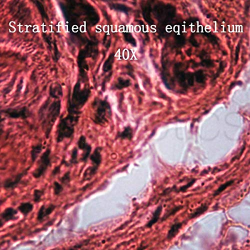 BoliOptics 25 Prepared Microscope Slides Human Biology Specimen Set Human Anatomy Organ Tissue Cells for Students Hobbyists Beginners Kids Homeschool Medical School, SL39901005