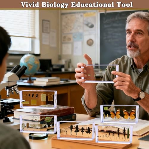 Bean's Lifecycle in Resin-Real Green Bean Plant Germination & Growth Specimen for Biology Science Education with Fun,Home Office Desk Display,Gift(6.46×3.07×0.79inch) - color: Green Bean Plant Life Cycle