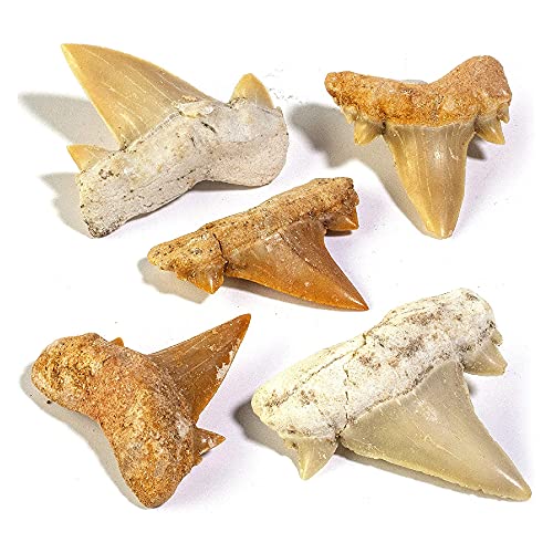 KALIFANO Authentic Fossilized Prehistoric Mini Shark Teeth (5 Pack) from Morocco - Shark Tooth for Fossil Collections and Education Purposes (Information Card Included) - color: Mini Shark Teeth