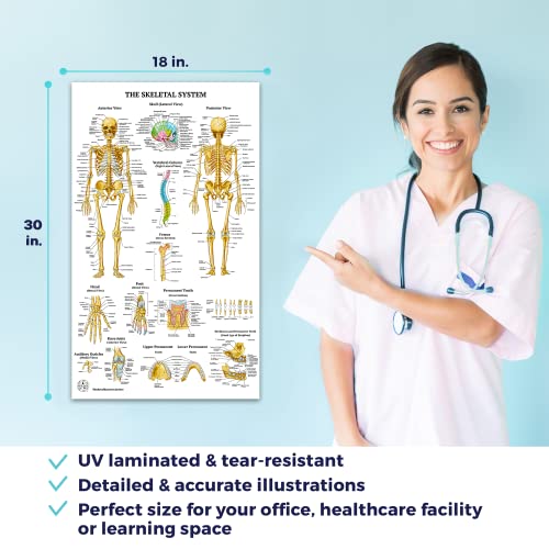 11 Human Anatomy Posters for Walls 18x30 - Medical Posters - Health Posters