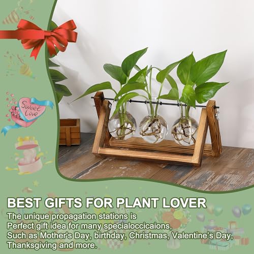 YIBOT Plant Propagation Stations with Wooden Stand & 3 Glass Bulb Vases - size: 3Bulb-A
