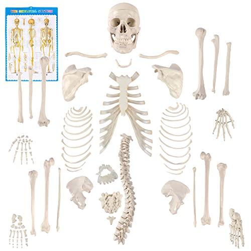 Disarticulated Human Skeleton, Human Skeleton Model for Anatomy 62” Height