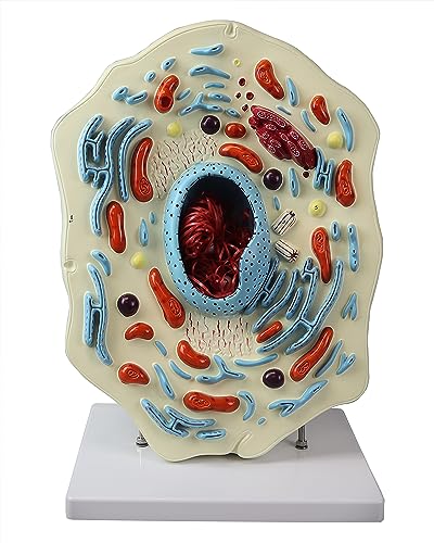 VAA505 Animal Cell Model | View All Major Organelles, Including Nucleus, Endoplasmic Reticulum. Mitochondria, Ribosomes, Golgi Apparatus and Centrioles | Instruction Manual Included