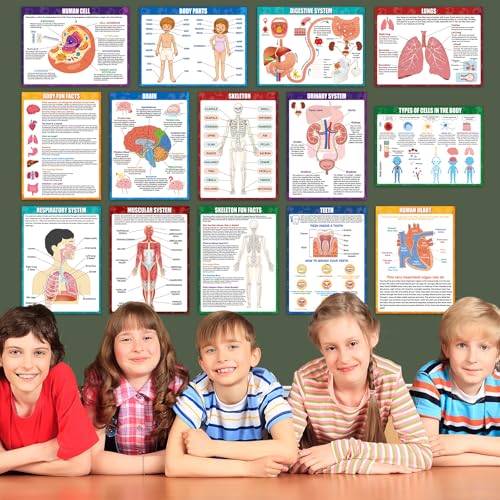 14Pcs Human Anatomy Posters Educational Learn Body Parts, 11 x 14.7In