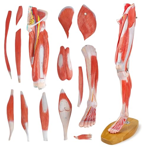 Numbered Human Leg Musculature Anatomy Model, 25 inch 2/3 Life Size 14 Pcs
