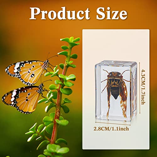 Geelin 24 Pcs Insect in Resin Specimen Set Specimen Bugs Plant Flower Paperweight Butterfly Science Mini Animals Figures for Biology Science Teacher Education Collection