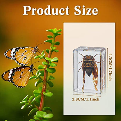 Geelin 24 Pcs Insect in Resin Specimen Set Specimen Bugs Plant Flower Paperweight Butterfly Science Mini Animals Figures for Biology Science Teacher Education Collection