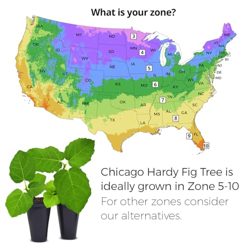 Chicago Hardy Fig Plant (4 Pack) | Live Fruit Plant for Planting | Cold-Hardy & High-Yielding Tree | Grow Your Own Sweet & Juicy Figs at Home | Perfect for Fresh Eating, Drying & Organic Gardening - style: Chicago Hardy