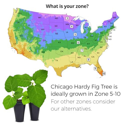 Chicago Hardy Fig Plant (4 Pack) | Live Fruit Plant for Planting | Cold-Hardy & High-Yielding Tree | Grow Your Own Sweet & Juicy Figs at Home | Perfect for Fresh Eating, Drying & Organic Gardening - style: Chicago Hardy