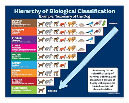 ZOCO – Taxonomy of the Dog Posters (2-Pack) – Biological Classification Chart, Laminated 17 × 22 – Science Classroom Poster for Elementary, Middle & High School - size: 2 Pack