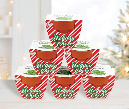 BUZZY Seeds Candy Cane Peppermint Grow Kit 6-Pack, Terracotta Pots - color: 6pk Candy Cane Peppermint