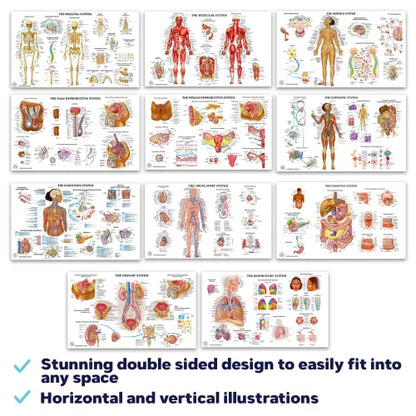 11 Human Anatomy Posters for Walls 18x30 - Medical Posters - Health Posters