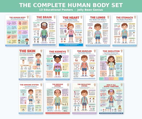 JELLY BEAN GENIUS Human Body Posters Complete Set of 13 – Laminated Dry-Erase Anatomy Charts for Classroom & Homeschool | Organs Systems Science Educational Wall Posters 8.5x11 - color: Human Body Complete Set of 13