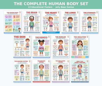 JELLY BEAN GENIUS Human Body Posters Complete Set of 13 – Laminated Dry-Erase Anatomy Charts for Classroom & Homeschool | Organs Systems Science Educational Wall Posters 8.5x11 - color: Human Body Complete Set of 13