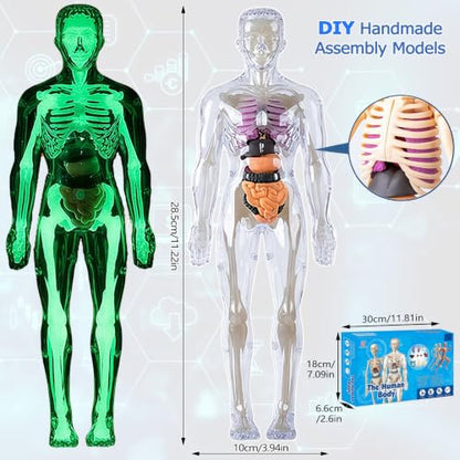 3D Human Body Model with Removable Bones,Organs,Transparent Anatomy Figure with Luminous Design,DIY Human Organ Model for Study,Teaching Demonstration,Science Early Learning