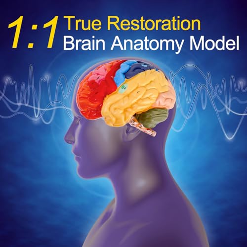 ZENFUN Life-Size Human Brain Anatomical Model, Color-Coded Partitioned Brain, 2 Parts, Anatomically Accurate Brain Model for Educational Settings Display Teaching Medical Model