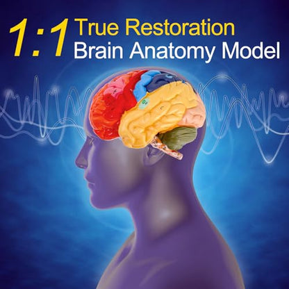 ZENFUN Life-Size Human Brain Anatomical Model, Color-Coded Partitioned Brain, 2 Parts, Anatomically Accurate Brain Model for Educational Settings Display Teaching Medical Model