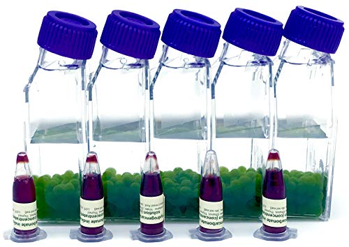 Algae Research and Supply: Algae Beads (Ready-to-go Algae Beads in Indicator- snap vials (x10)) - style: Ready-to-go Algae Beads in Indicator- snap vials (x10)