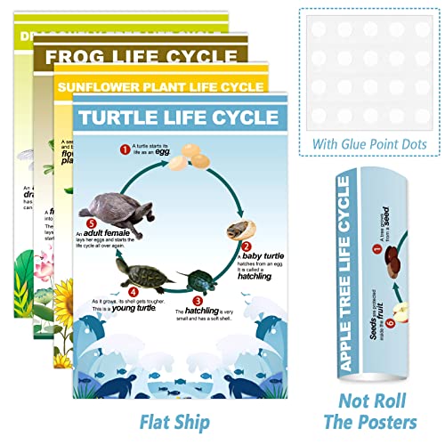 9 Pieces Science Biology Posters Biology Life Cycles Bulletin Board Charts