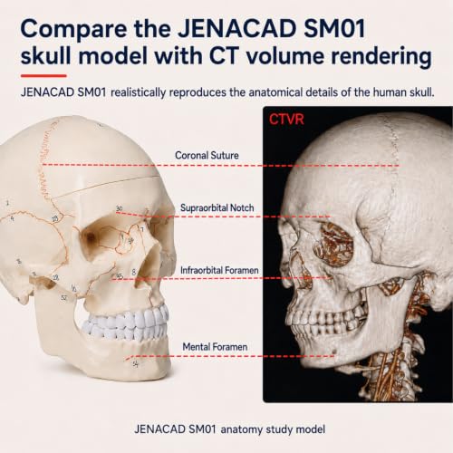Human Skull Model for Anatomy Study, Life Size 3-Part Detachable Anatomy Skull Model with 55 Numbered Landmarks, Anatomical Correct Skull for Studying, Medical Students