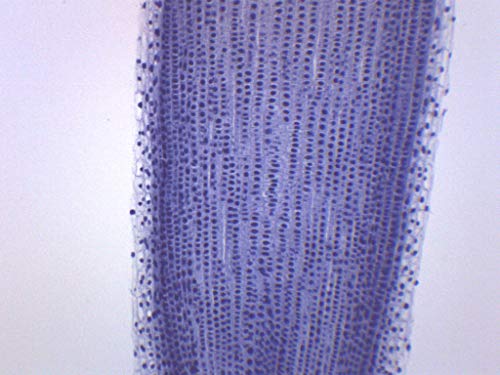 EISCO Allium Root Tips, Mitosis - Prepared Microscope Slide - 75 x 25mm - Biology & Microscopy - size: Single Slide
